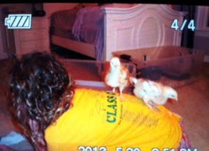 chicks