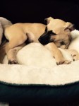 Gabe's glamour shot. He's 11 weeks and 11 pounds.